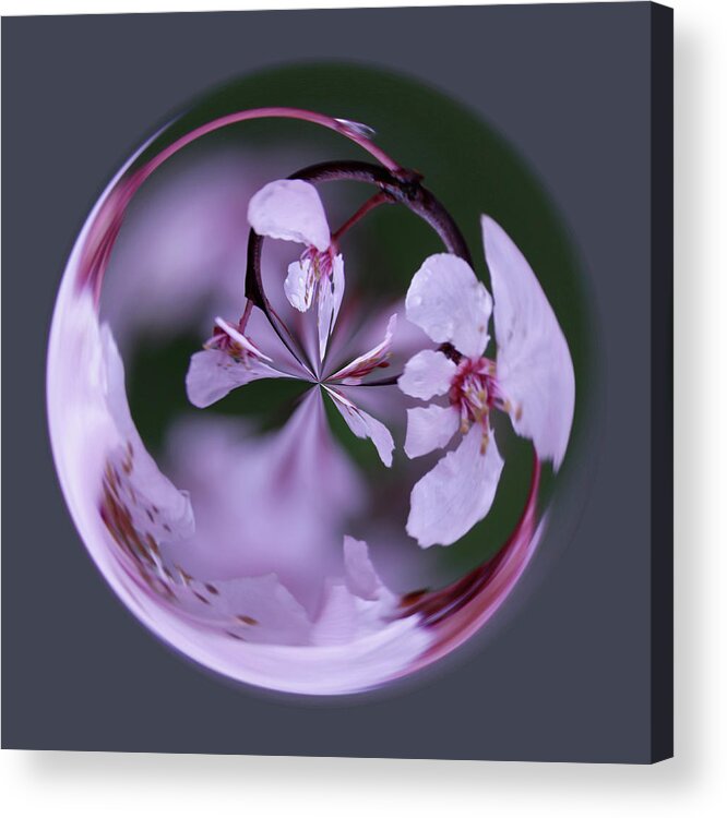 Plum Acrylic Print featuring the photograph Plum Tree Orb by Bill Barber