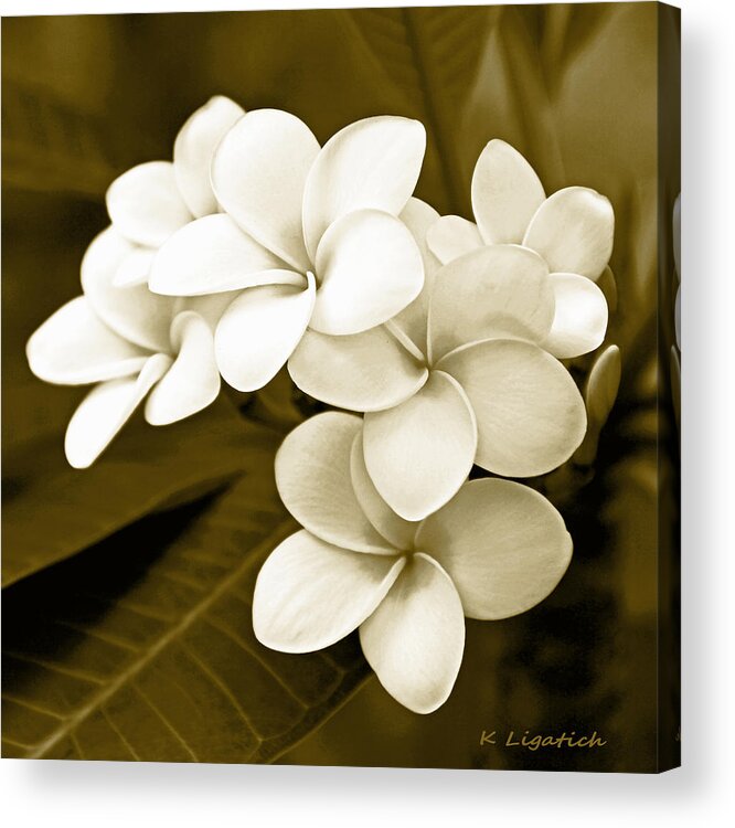 Plumeria Acrylic Print featuring the photograph Plumeria - Brown Tones by Kerri Ligatich
