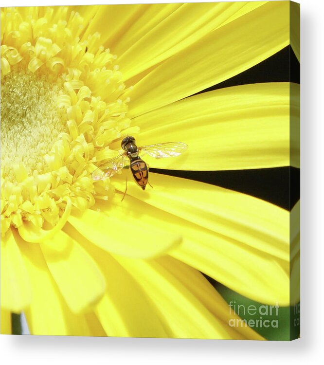 Daisy Acrylic Print featuring the photograph Pollinator and Daisy by Robert E Alter Reflections of Infinity
