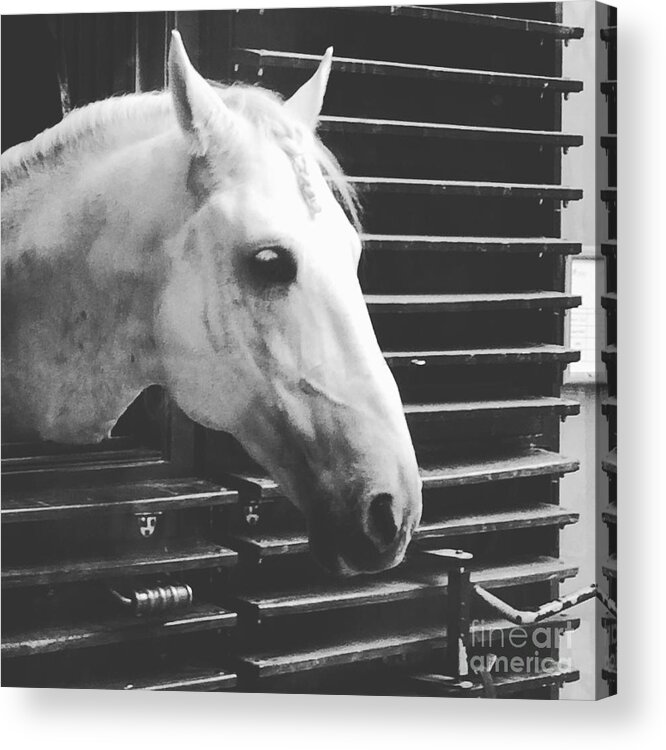 Pony Acrylic Print featuring the photograph Ponytail Horse by Donato Iannuzzi