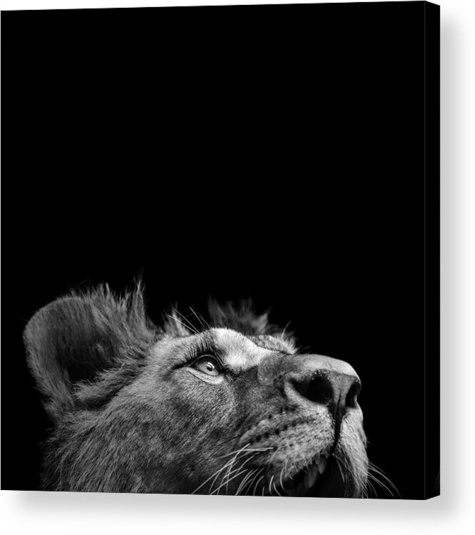 Lion Acrylic Print featuring the photograph Portrait of Lion in black and white III by Lukas Holas