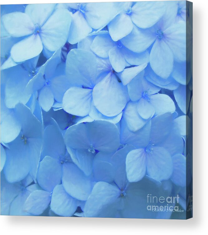 Blue Hydrangea Acrylic Print featuring the photograph Powder Blue Hydrangea by Barbara McMahon