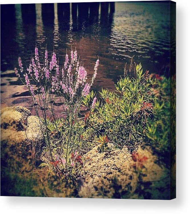 Purple Acrylic Print featuring the photograph Pretty Purple Flowers Along The Bayou by Joan McCool