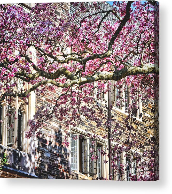 Princeton Acrylic Print featuring the photograph Princeton University Springtime Celebration by Olivier Le Queinec