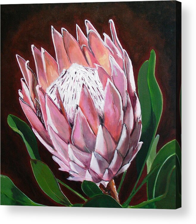 South African Flower. Protea Acrylic Print featuring the painting Protea by Jacqui Simpson