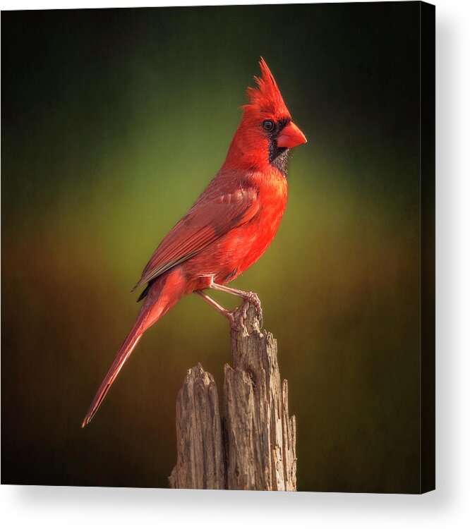 Cardinal Acrylic Print featuring the photograph Proud Mr. Redbird by Bill and Linda Tiepelman