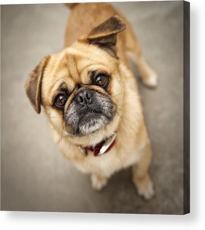 Dog Acrylic Print featuring the photograph Pug dog 2 by Mike Santis