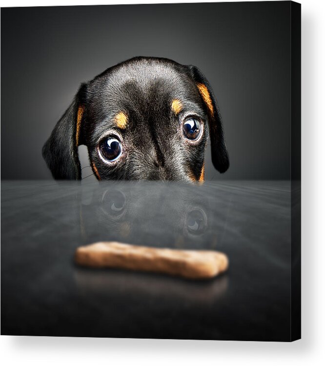 Puppy Acrylic Print featuring the photograph Puppy longing for a treat by Johan Swanepoel