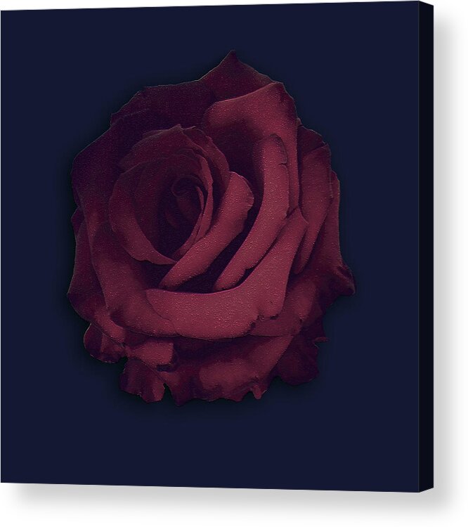 Rose Acrylic Print featuring the photograph Pure Rose by Miguel Angel