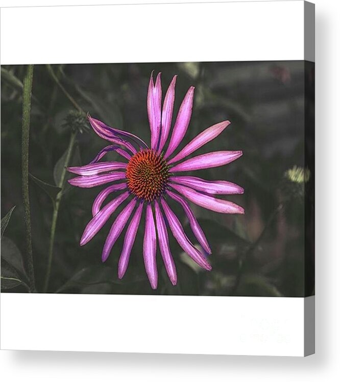 Coneflower Acrylic Print featuring the photograph Purple Cone Flower
benton by Larry Braun