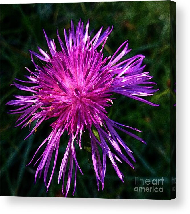 Beautiful Acrylic Print featuring the photograph Purple Dandelions 4 by Jean Bernard Roussilhe