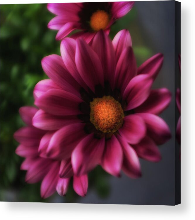 Flower Acrylic Print featuring the photograph Purple Glow Flower by Ron White