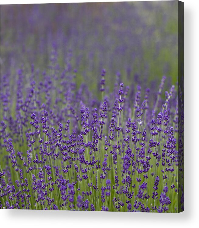 Lavender Acrylic Print featuring the photograph Purple Haze by Rebecca Cozart