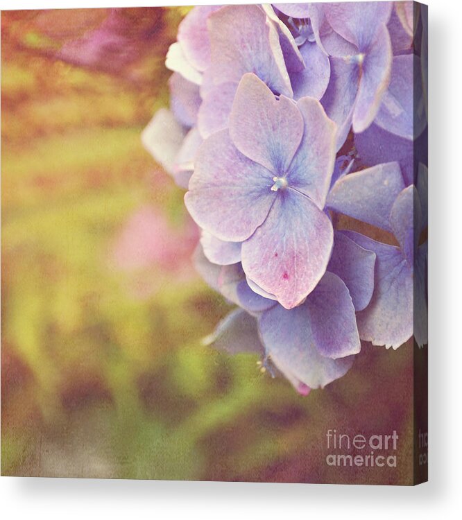 Flower Acrylic Print featuring the photograph Purple Hydrangea by Lyn Randle