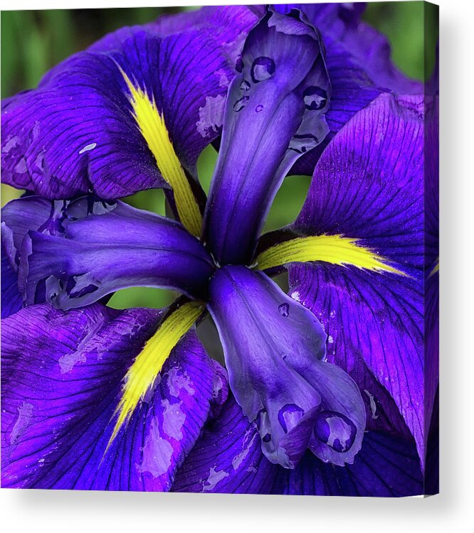 Iris Acrylic Print featuring the photograph Purple Iris Centre by Shirley Mitchell