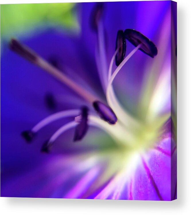 Flower Acrylic Print featuring the photograph Purple Starburst by Terri Hart-Ellis