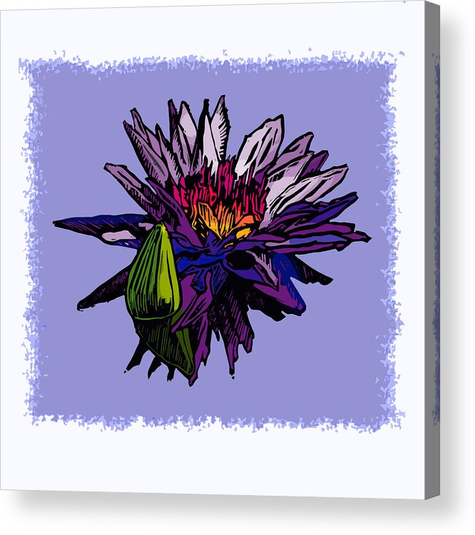 Water Lily Acrylic Print featuring the drawing Purple Water Lily by John Lautermilch