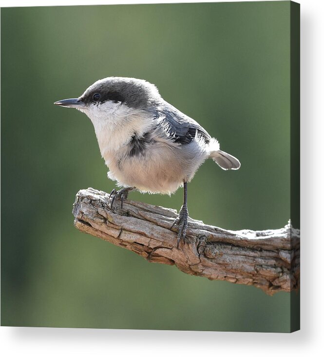 Nuthatch Acrylic Print featuring the photograph Pygmy Nuthatch by Ben Foster