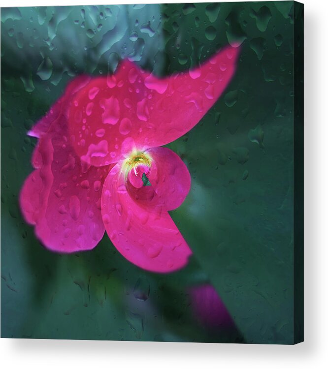 Flower Acrylic Print featuring the photograph Rain drenched. by Usha Peddamatham
