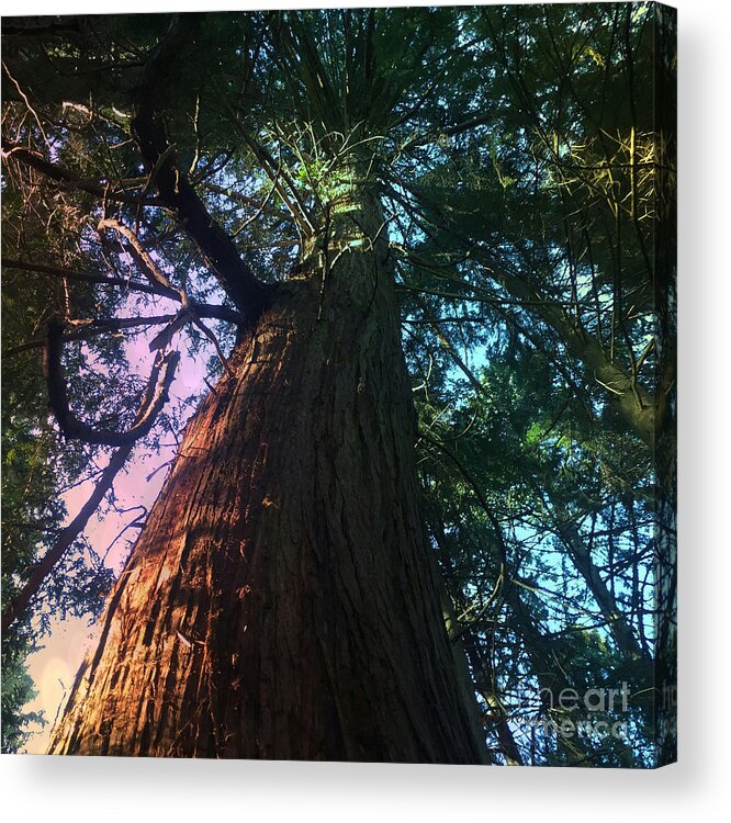 Tree Acrylic Print featuring the photograph Rainbow hue Heaven by Kim Prowse