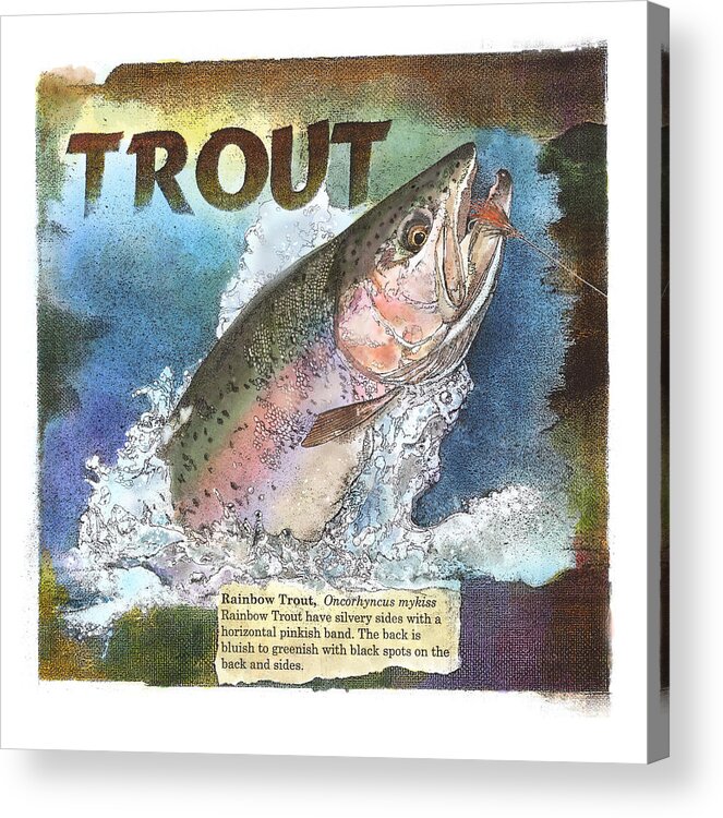 Trout Acrylic Print featuring the drawing Rainbow Trout by John Dyess