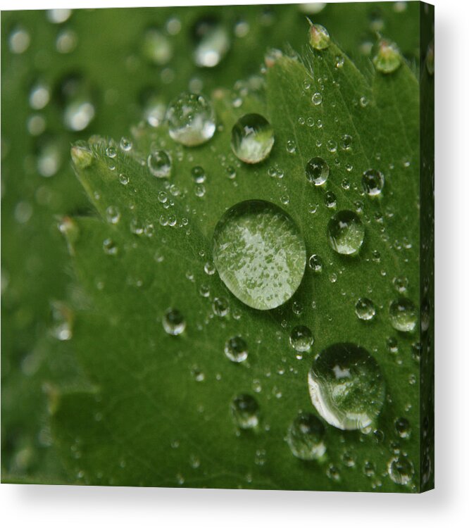 Macro Acrylic Print featuring the photograph Raindrops On Alchemilla Leaf by Adrian Wale