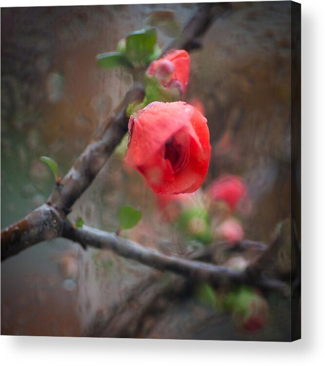 Flower Acrylic Print featuring the photograph Raining Day Blossom by Catherine Lau
