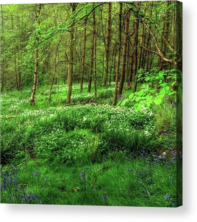 Nature Acrylic Print featuring the photograph Ramsons And Bluebells, Bentley Woods by John Edwards