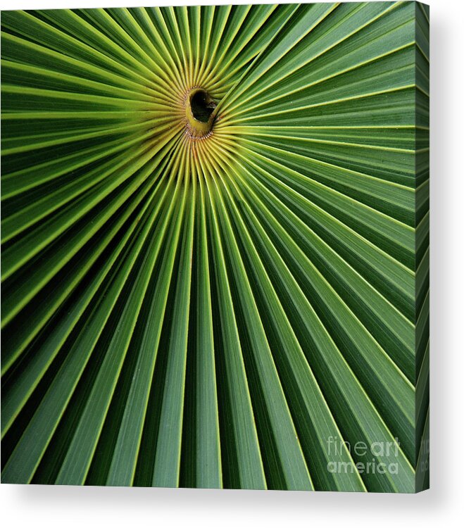 Kaylyn Franks Acrylic Print featuring the photograph Razzled Rays Mexican Art by Kaylyn Franks by Kaylyn Franks