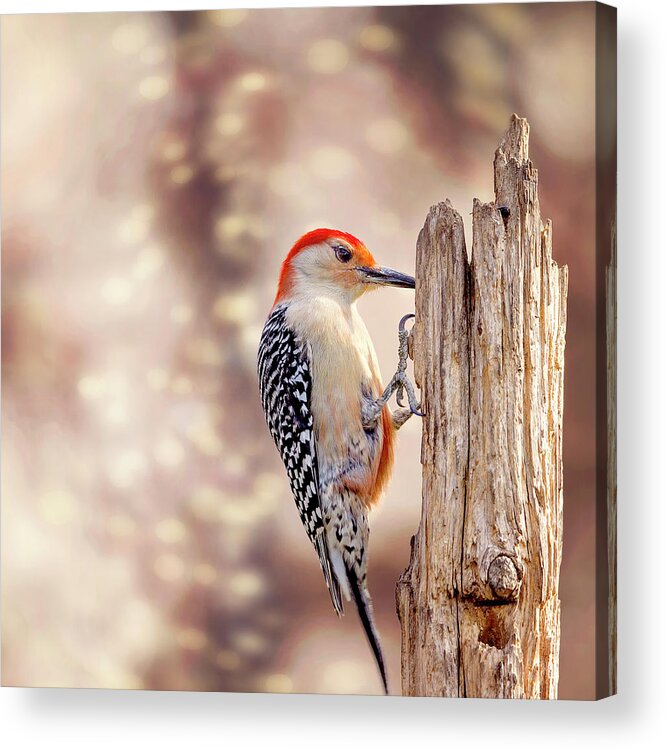 Red-bellied Woodpecker Acrylic Print featuring the photograph Red Belly Soft Bokeh by Bill and Linda Tiepelman