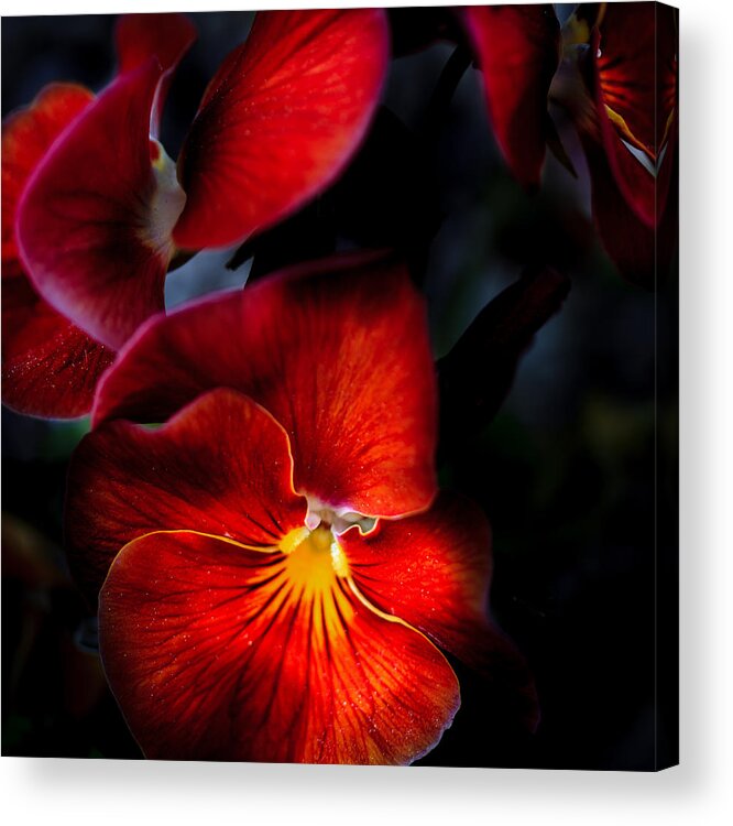 Illinois Acrylic Print featuring the photograph Red Pansies in the Evening by Joni Eskridge