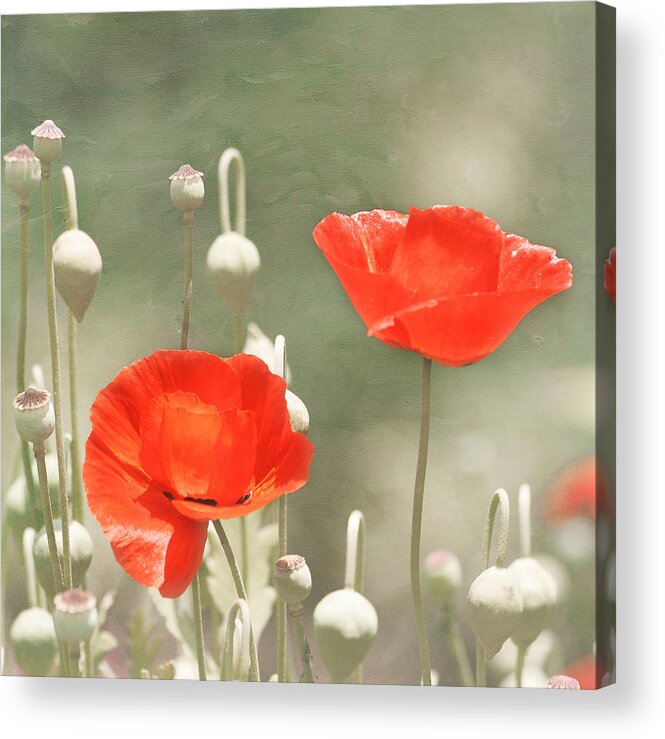 Red Flower Acrylic Print featuring the photograph Red Poppies by Kim Hojnacki