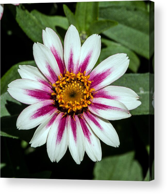 Flower Acrylic Print featuring the photograph Red White and Yellow Flower by John Haldane