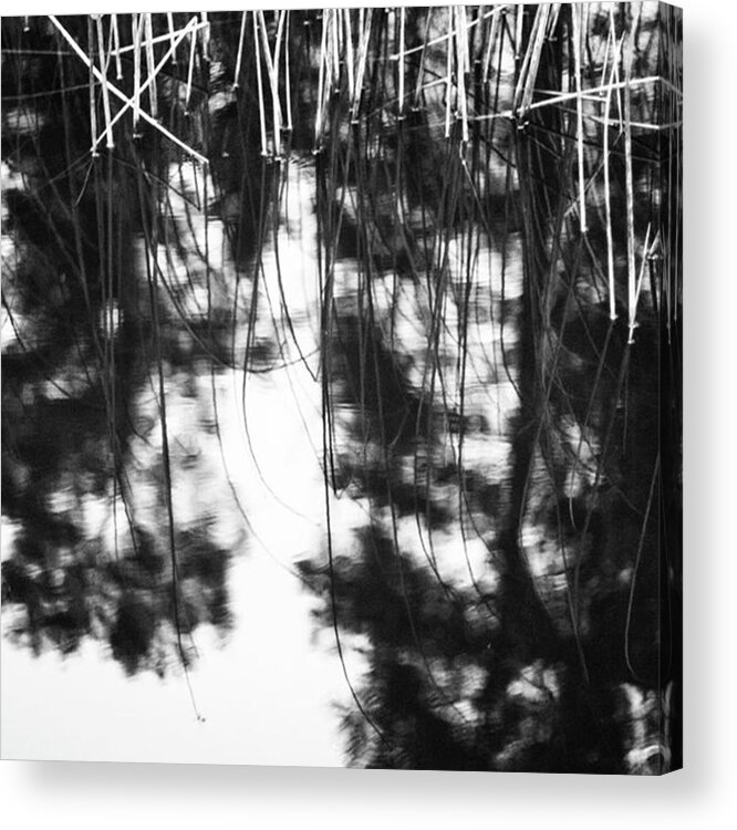 Dark Acrylic Print featuring the photograph Reeds Reflecting In The Water, Finland by Aleck Cartwright