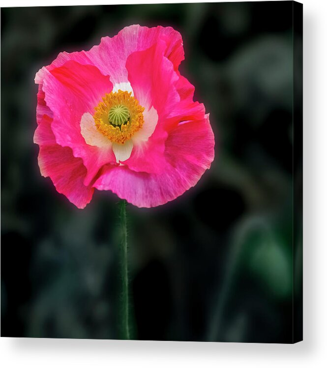 Texas Acrylic Print featuring the photograph Regal looking poppy. by Usha Peddamatham