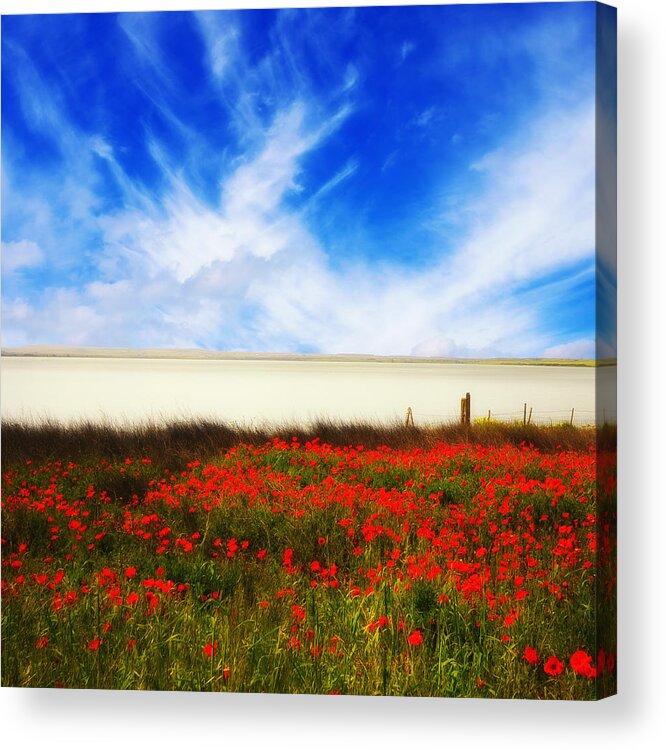 Poppies Acrylic Print featuring the photograph Remember Summer by Philippe Sainte-Laudy