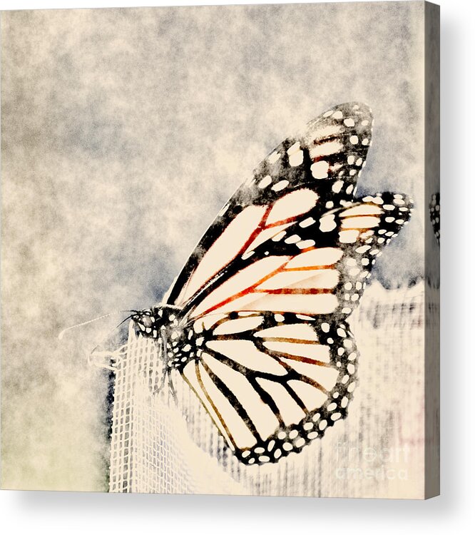 Gray Acrylic Print featuring the digital art Reve de papillon - 11a by Variance Collections