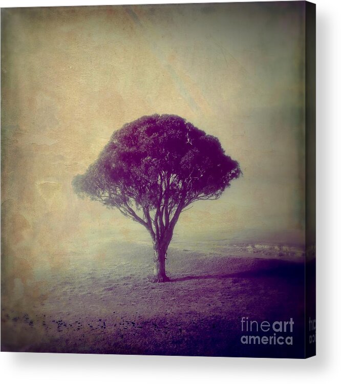Tree Acrylic Print featuring the photograph Revelation - 113vt by Variance Collections