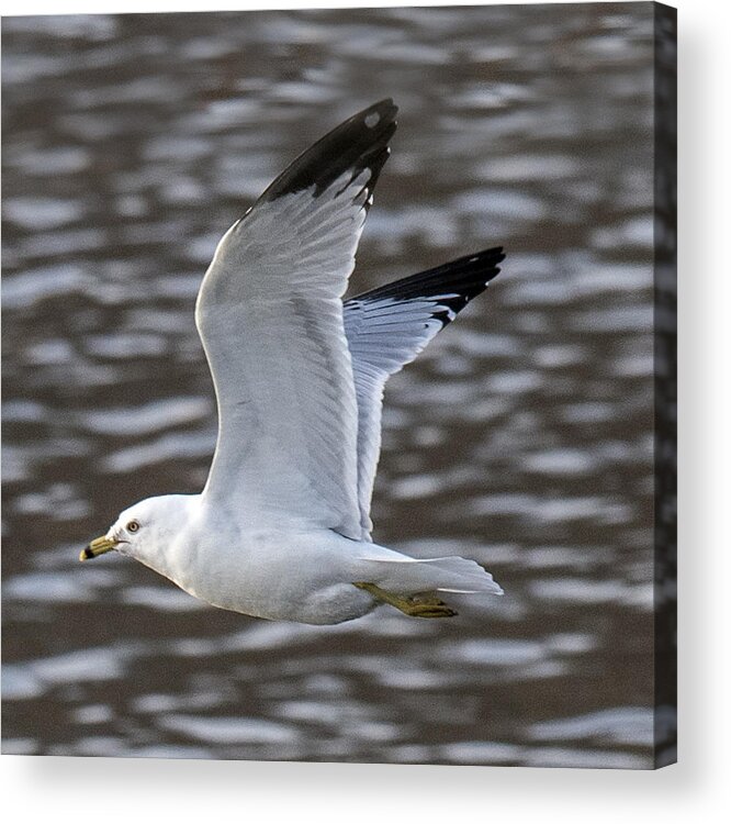 Fauna Acrylic Print featuring the photograph Ring-billed Gull Flying by William Bitman