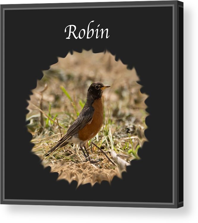 Robin Acrylic Print featuring the photograph Robin by Holden The Moment