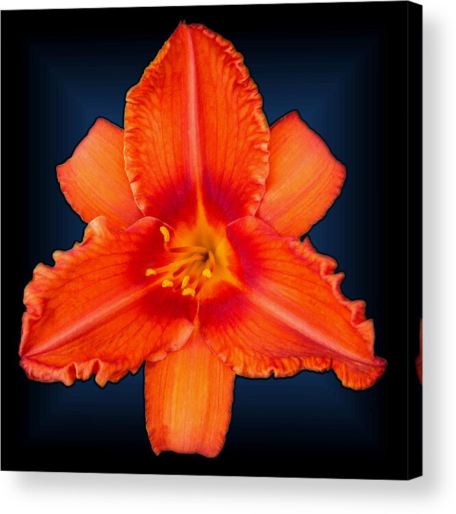 Daylily Acrylic Print featuring the photograph Rocket Orange Daylily by Tara Hutton