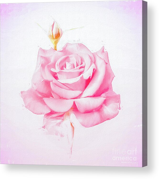 Mona Stut Acrylic Print featuring the photograph Rosalina Soft Pink Rosebud by Mona Stut