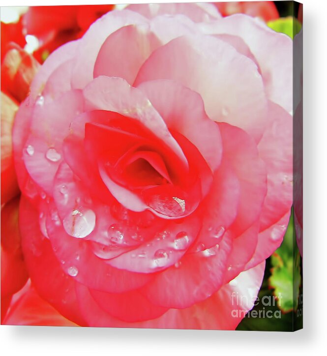 Roses Acrylic Print featuring the photograph Rose After The Rain by D Hackett