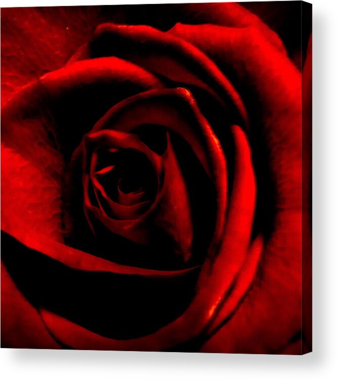 Cml Brown Acrylic Print featuring the photograph Rose by CML Brown