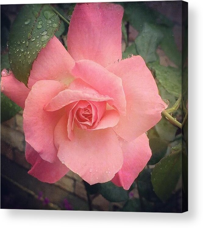 Rose Acrylic Print featuring the photograph #rose #flower Created With by Joan McCool