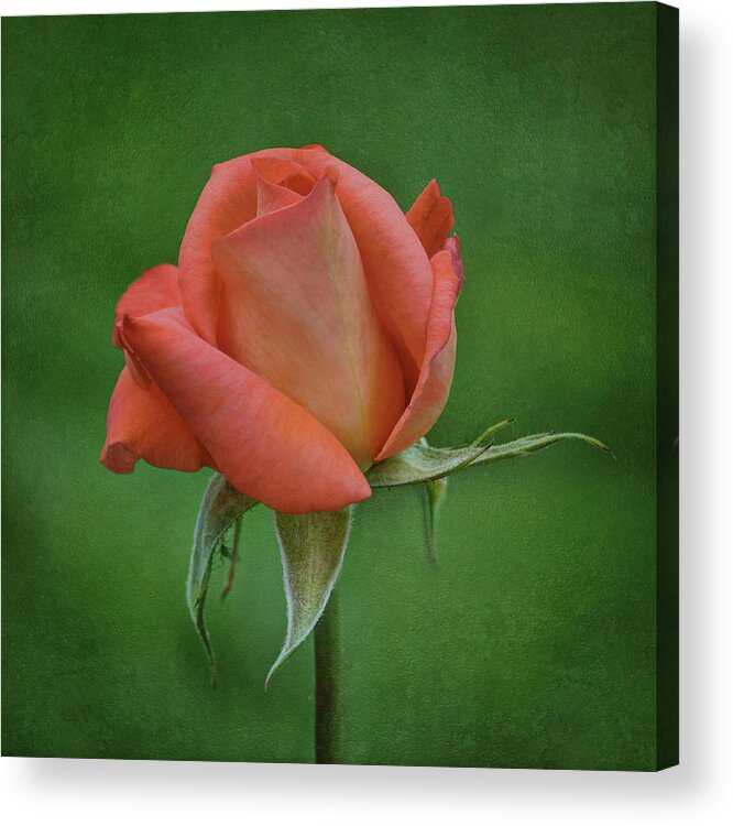 Flowers Acrylic Print featuring the photograph Rose in Bloom by Nikolyn McDonald