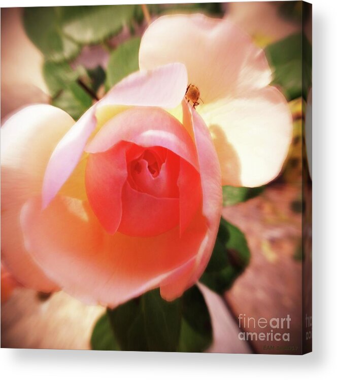 Rose Acrylic Print featuring the digital art Rose with Tiny Visitor by Elizabeth McTaggart
