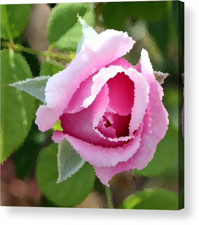 Rose Acrylic Print featuring the photograph Rosy Pink by Rodger Mansfield
