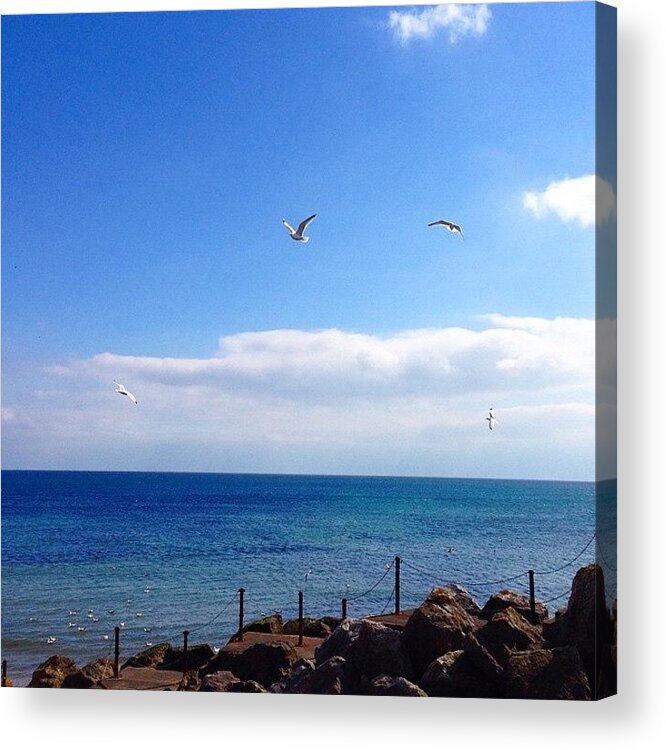 Seagulls Acrylic Print featuring the photograph Seagulls Sea and Sky by Grace Smith