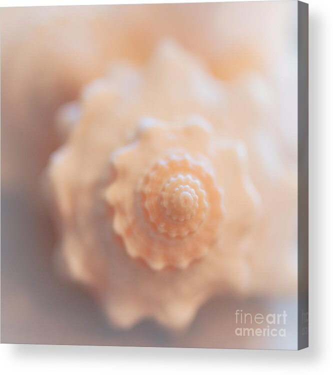 Soft Acrylic Print featuring the photograph Seashell Dream by Ana V Ramirez